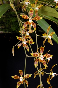 Oncidium epidendroides Sycamore Creek HCC/AOS 75 pts.Inflor